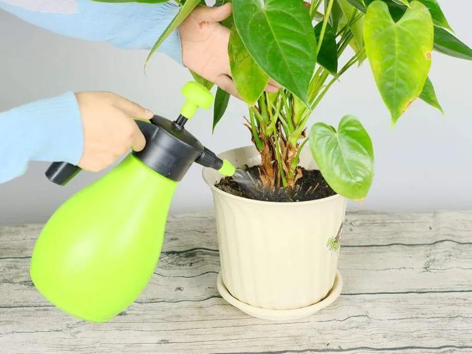 4种养花夺命水,秋天不要浇,一浇花就死!