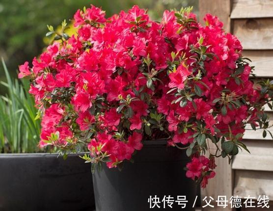 杜鹃花又黄叶了吗，这款杜鹃一年能开100天新手也能轻松养爆盆