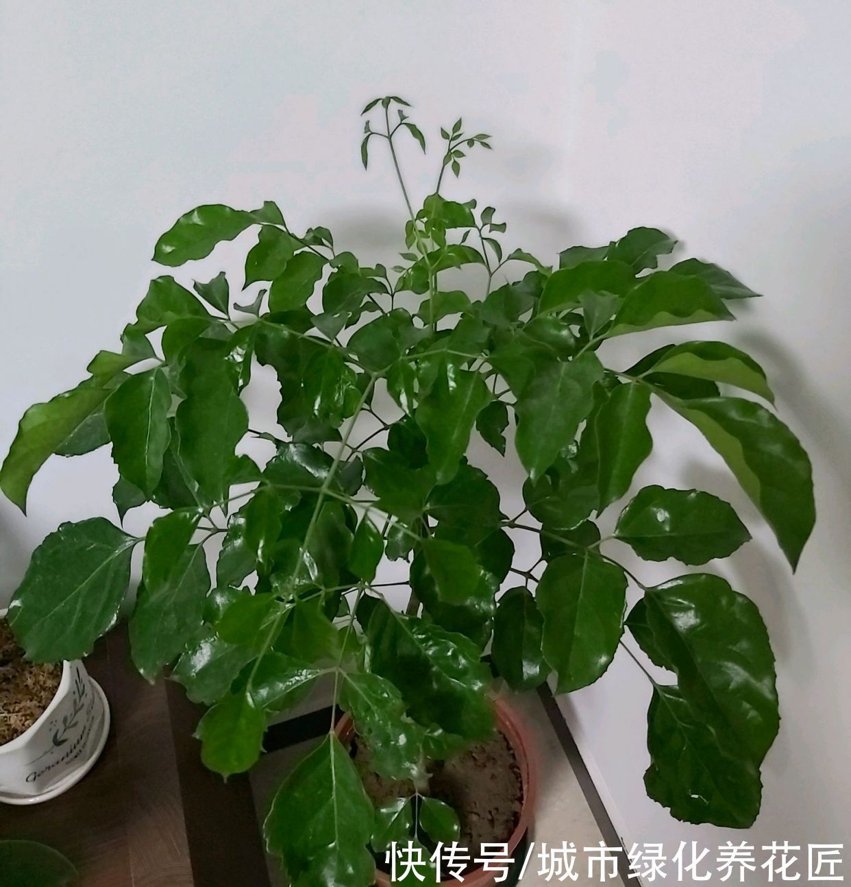 要点|为什么幸福树一到冬季就枯叶掉叶了,懒一点,两个要点别忽略