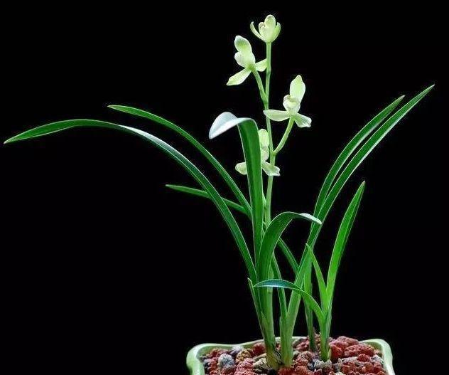 兰之说说——新手如何选择兰盆和植料