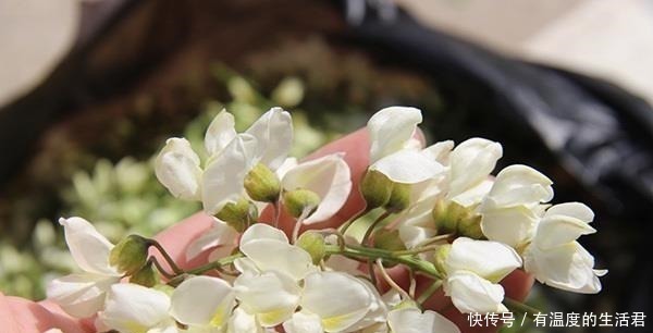 肝热目赤|槐花是一味“中药”,是痔疮的“克星”!3种吃法,赶走痔疮