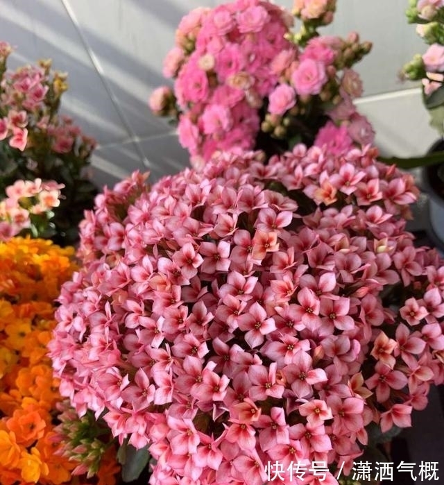 啤酒养花有“一个雷区不能踩”,养护时多注意,花花或许更感谢你