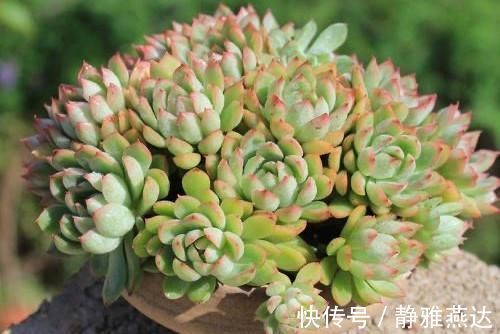 浇水|多肉植物中的爆盆之王女雏,人称小荷花,出了状态美得令人陶醉
