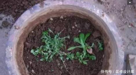 旧土|换盆的旧土都扔了,不学这招你亏大了