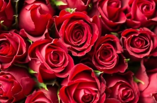 养花就养热情奔放的,头戴“花中皇后”桂冠,花开正红色,美爆了