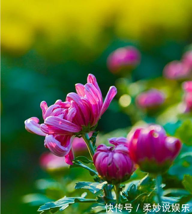 枝条|养菊花，秋季做好“一不三充足”，快速出花苞，开花爆盆到冬季