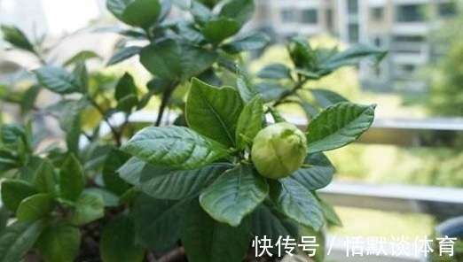 小灾|有着很高的药用价值!家里养上1盆,小病小灾都不怕!