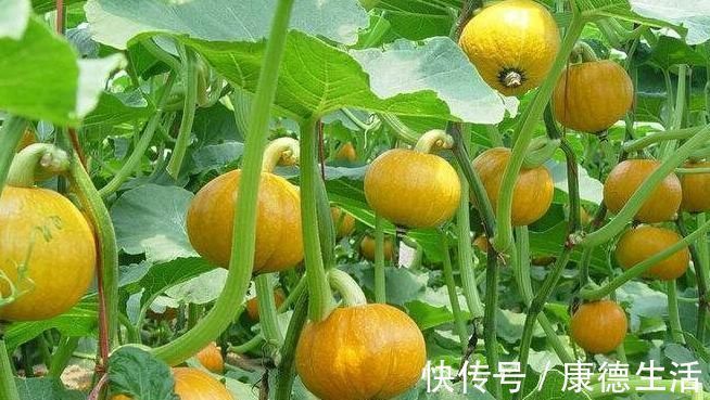 南瓜营养丰富价值高,以下两种人最好不要吃,赶紧来了解一下
