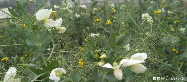 清妍豌豆开白花,用心赏悦美如画