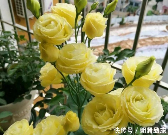 这一款世界名花,观赏价值非常高,花期很长而且好养易活