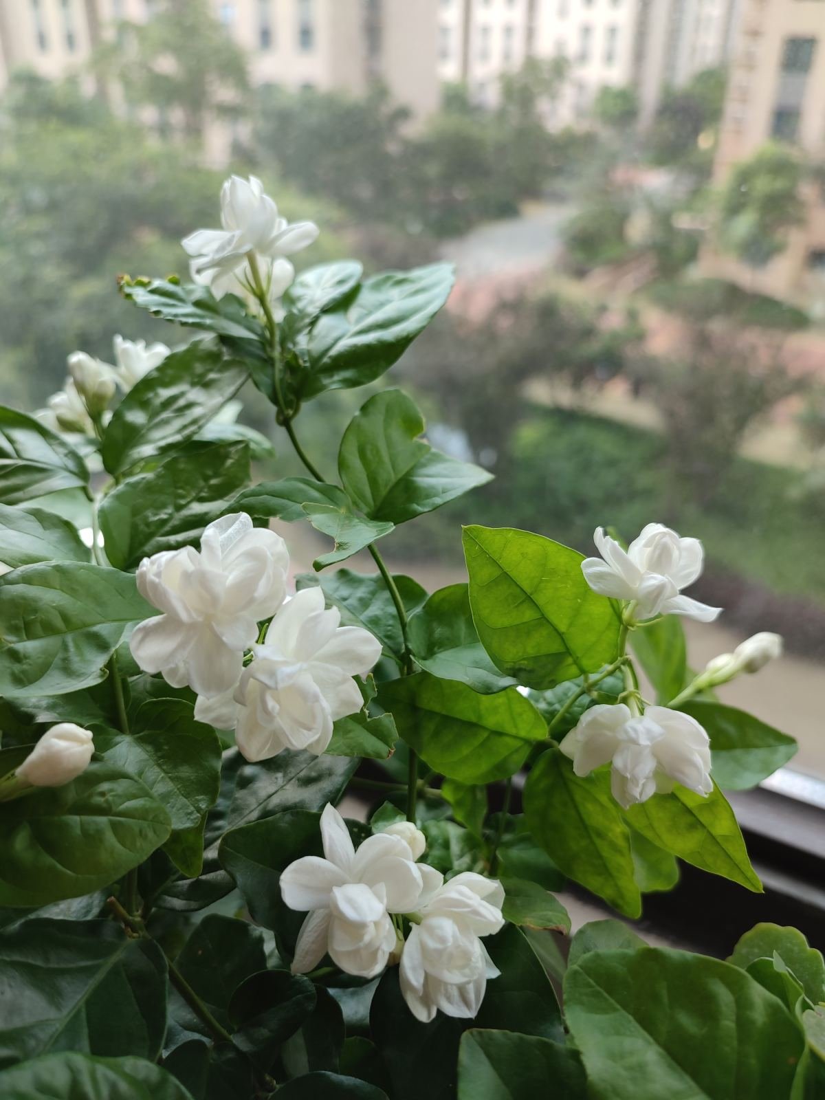 金银花|家里养盆“杀菌花”，净化空气效果好，冬天室内必备植物