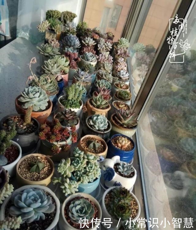 欧紫|我是多肉飘窗党，我来晚了！我是多肉飘窗党，我来晚了！