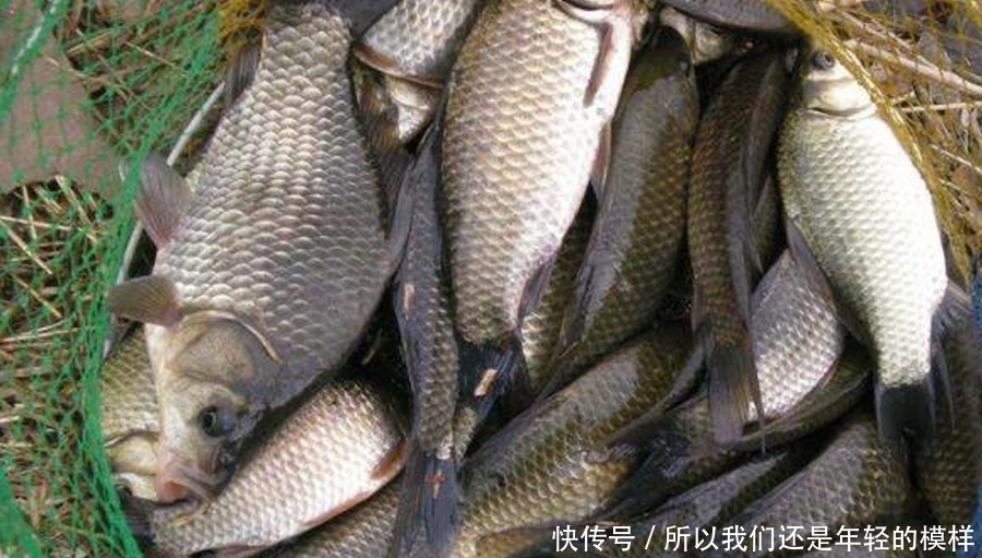 冬钓太难,鱼情总是不尽人意?那是你不懂这调钓精髓,别不信