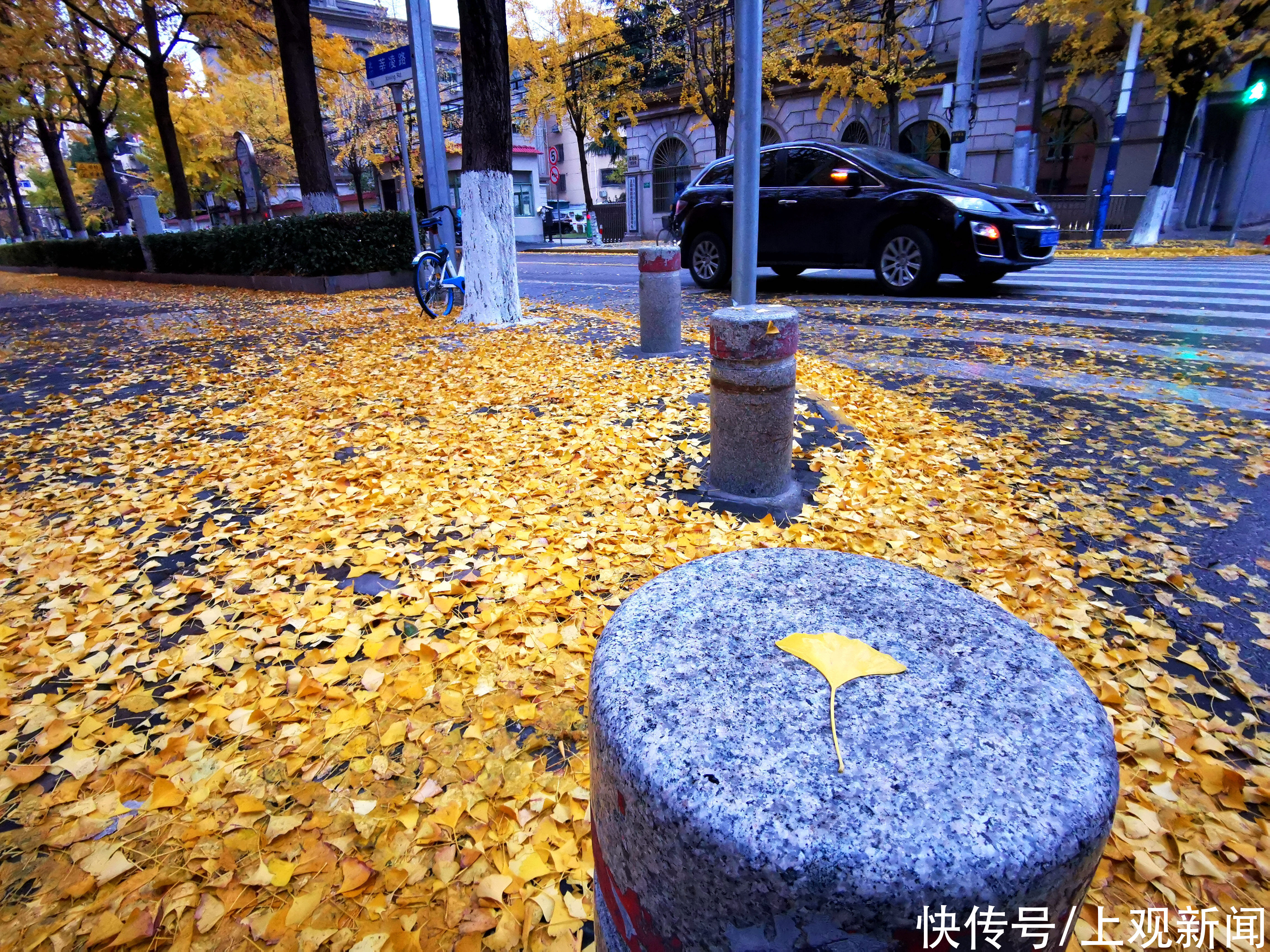 黄金甲|寒风吹落片片银杏叶，这里满地尽是“黄金甲”