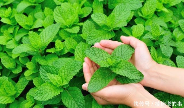 野外4种“野盆栽”,随便挖回家一棵,漂亮无比,省下买花钱