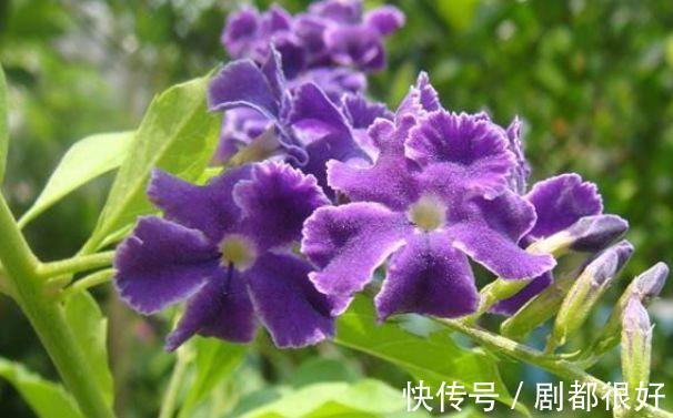 鼠尾|农历7月19号起,最适合养这些花,好养易爆盆,花香浓郁