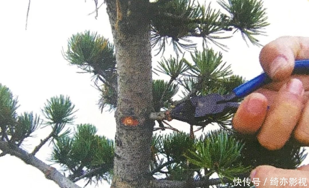 台长|五针松造型以吊扎为主,结合修剪,以求“回旋盘曲”!