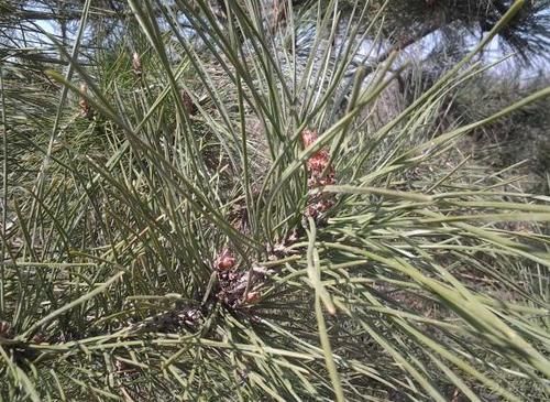 松针收集的足够多，处理方法正确，从此养花再不用掏钱买土、肥