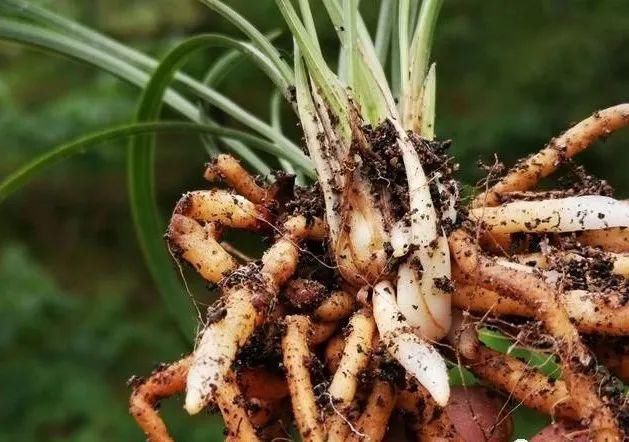 养好兰花的口诀,书本上学不到的经验,喜欢就收藏吧