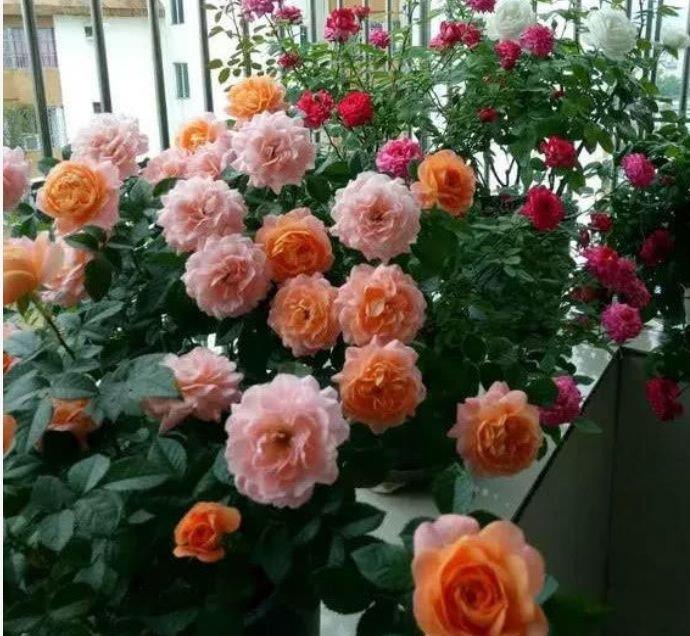 大家最喜欢的4种花,好养开花漂亮,比绿萝好养,美爆阳台!