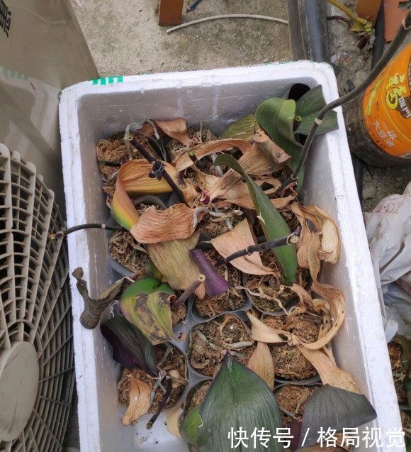 朋友花了30块，买了10盆蝴蝶兰，回家开了一个周，全部成杂草