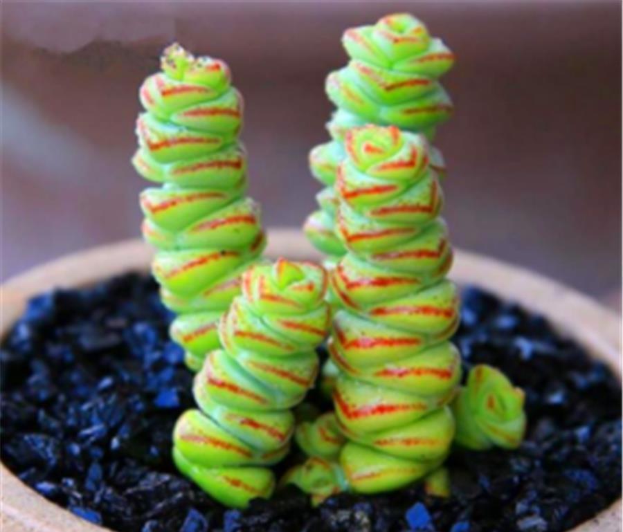 夏季|叶插的多肉有“3怕”,难怪夏季成片死亡,学会了安全度夏根系壮