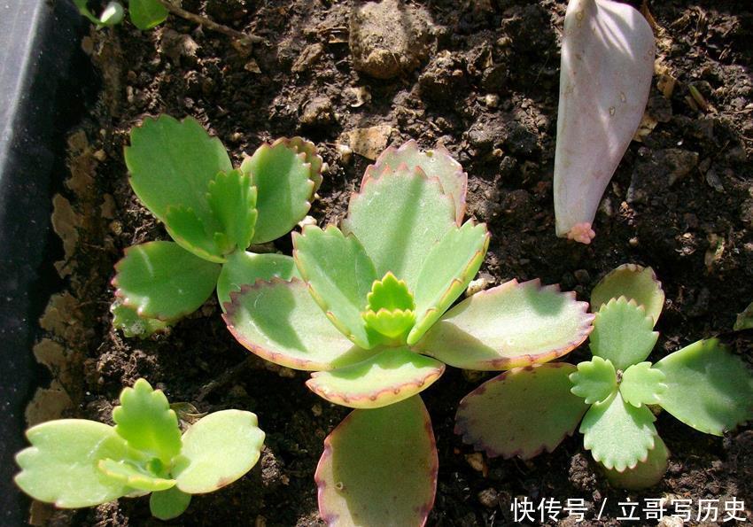 6种省心植物,做到这几点,养好无忧