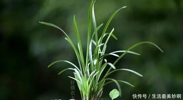 养好兰花的口诀,书本上学不到的经验,喜欢就收藏吧!