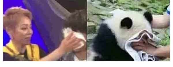 中餐厅|宁静给丁真擦脸也太萌了吧？饲养员给小动物擦脸，萌一脸！
