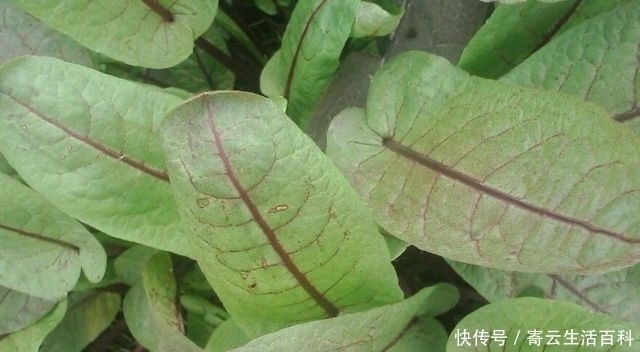 血三七|农村有一种野草,叶子会慢慢的变色,曾经是穷苦人的救命草!