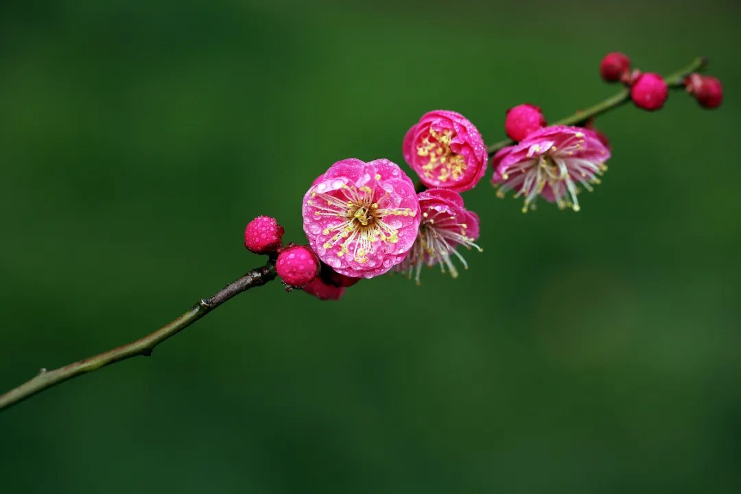 会员！新年，你好