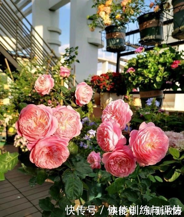 奥斯汀|他痴迷养花,露台养了100多盆花,盆盆美爆,惊艳全小区!