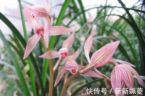 冬不湿|要想兰花养得好,这5步少不了,根正苗红就是这么养出来的