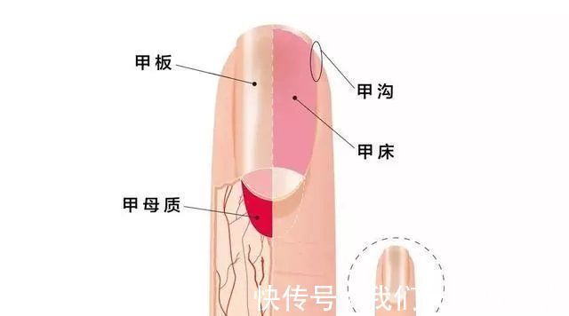 甲周|指甲剪短点才干净？小心，越短越容易患这种病