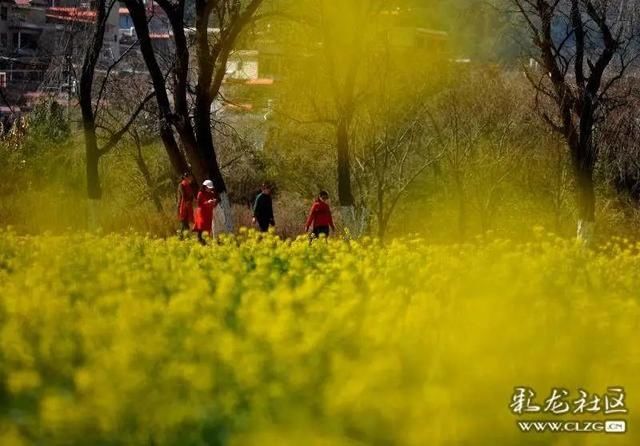 春天已“到货”！安宁万亩油菜花开啦|周末去哪儿 | 老年