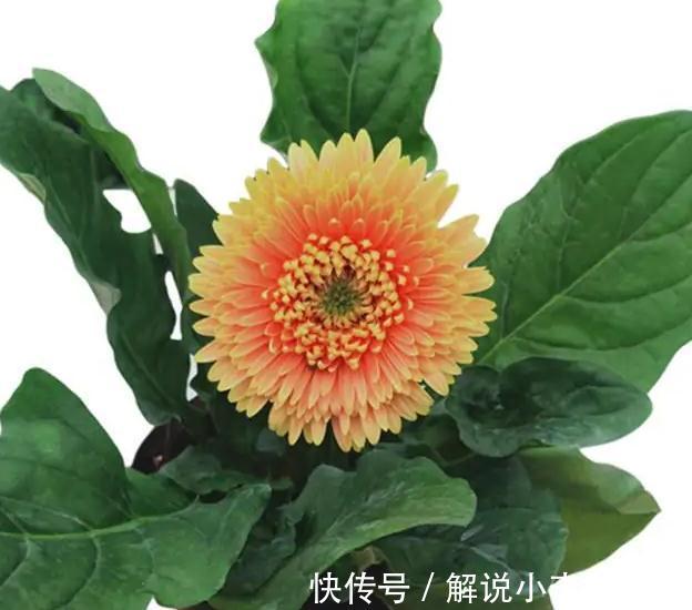 我来告诉你十大好养又有益于身体健康盆栽，室内养花的绝佳选择