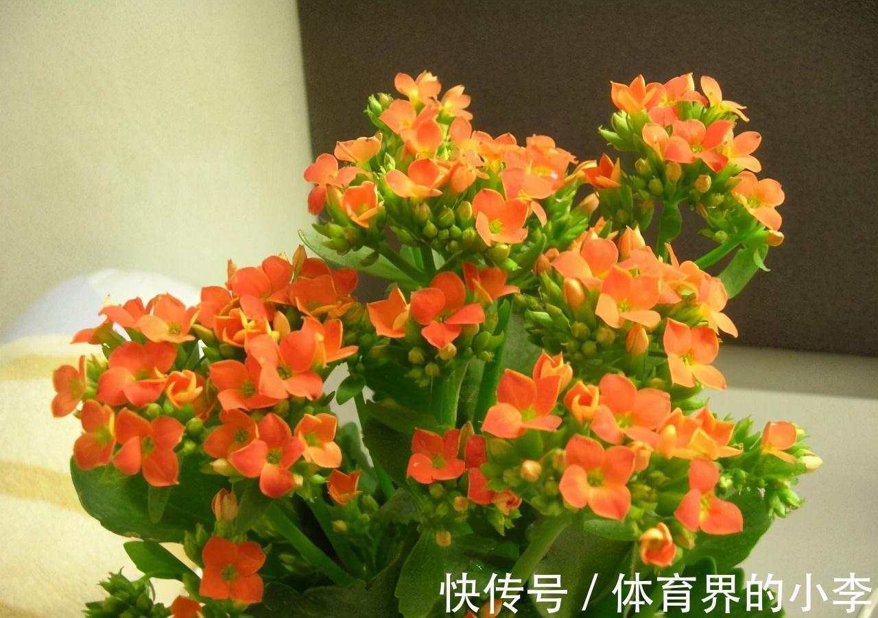 大爷养长寿花,土里埋根它,长寿花蹭蹭狂长,一盆开花几十朵