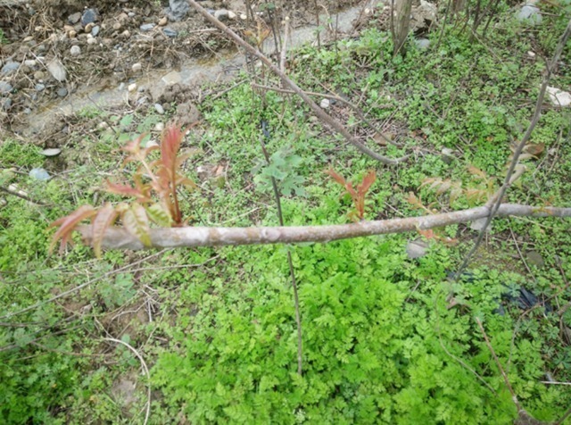 肾阳虚衰|农村人不吃的野菜。喂猪都不吃，城市人抢着买，医药价值非常的高