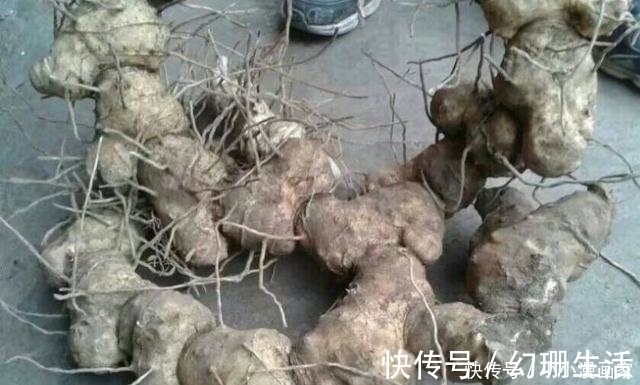 爪子参|这种野草似人参,农民拿它喂猪,却不知它是价值昂贵的“鸡爪参”