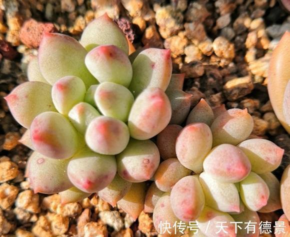 买回家的多肉,先晒上1周,然后再栽种,发根速度会更快