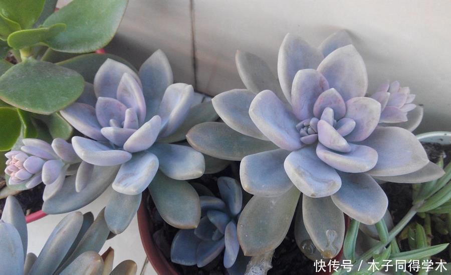 多肉 多肉冬美人和胧月的区别 长发公主 千年等一回 游戏 精品游戏指南