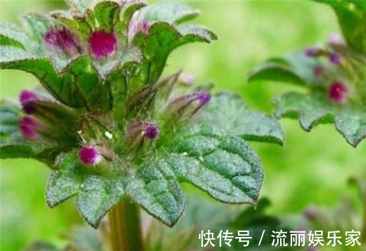 草本植物|在农村这种“接骨草”,不但好看能盆栽,其实还能治肝炎