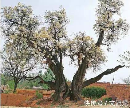 冠状动脉|预防和治疗脑梗心梗的好方法