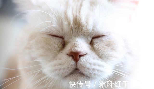 周生#聊斋故事:猫王