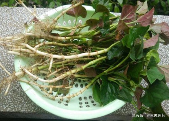 心腦血管|農村常見的4種春季野菜，營養豐富還能治病，有你吃過的嗎