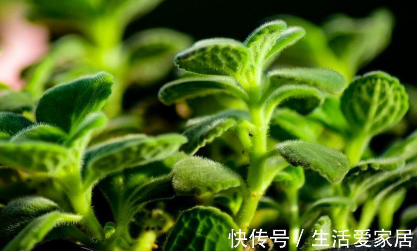 此种植物一碰一身香，不仅能驱蚊虫还能吃，聪明人都在养