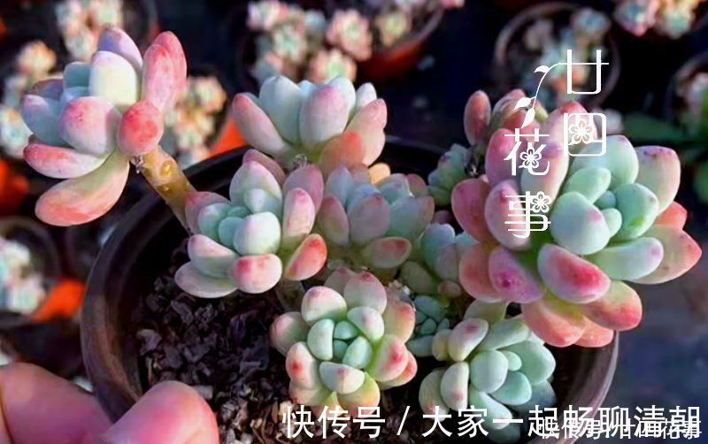 5种花，冬天再干燥也不能“喷水”，不注意黄叶黑斑、烂花苞