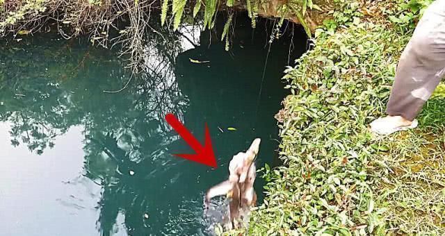 鱼饵|男子钓鱼往水里扔一块猪肺,半小时后拍手叫好