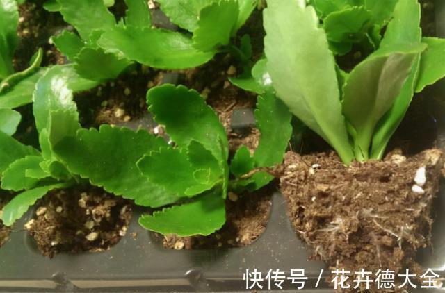 小吊兰|9一10月,别忘记“扦插”这些花,“温度”适宜利于生根