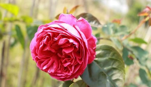  值得|香气四溢的3种花，比茉莉花还香，花叶共赏，栽培容易，值得拥有